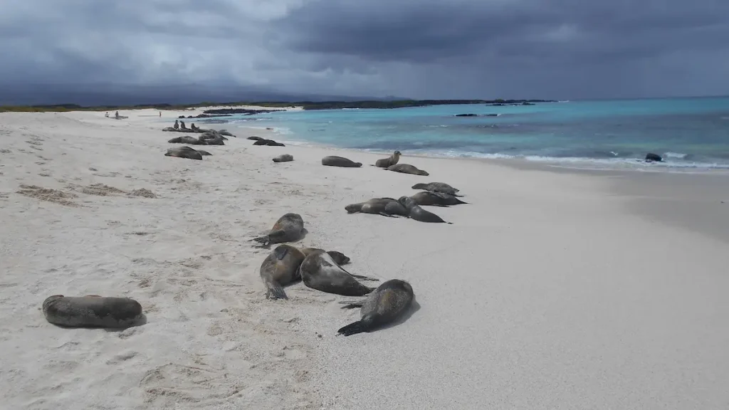 Lobos marinos en Galápagos Grupo de lobos marinos descansando libremente en una playa de Galápagos