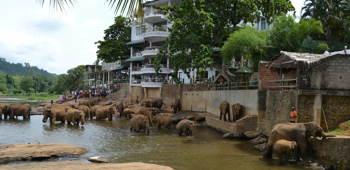 ¿Qué hay detrás del turismo con animales?