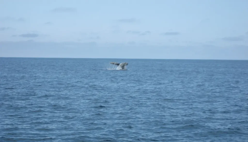 Avistamiento de ballenas en Alaska Cola de una ballena observada a distancia en Kenai Fjords, Alaska