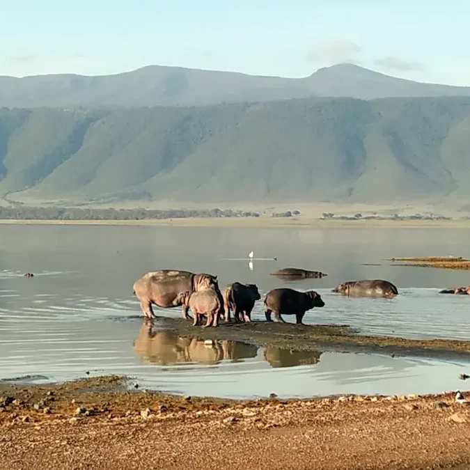 Hipopótamos en Ngorongoro Grupo de hipopótamos dentro y junto al agua, con una gran pared montañosa al fondo.