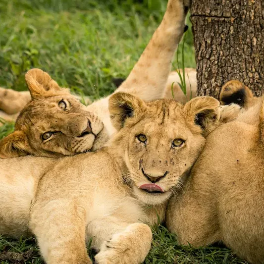 Tanzania Safari Grupo de leones jóvenes descansando juntos sobre la hierba junto a un árbol.