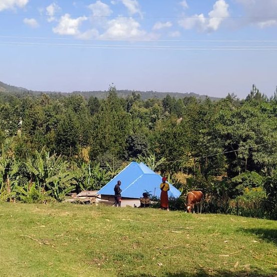 Sostenibilidad y cuidado del entorno Dos personas y una vaca junto a una casa de tejado azul, rodeadas de árboles y vegetación.