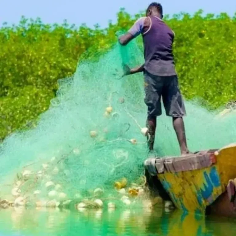 Gambia y Senegal – Casamance Pescador de pie en una barca manipulando una gran red verde sobre el agua.