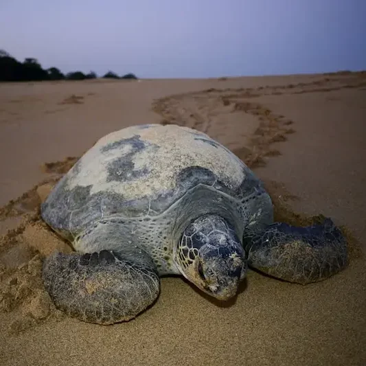 Guinea Bissau – Islas Bijagós Tortuga marina adulta sobre la arena de una playa.